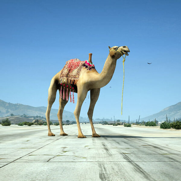 Camel GTA 5 Addon Prop